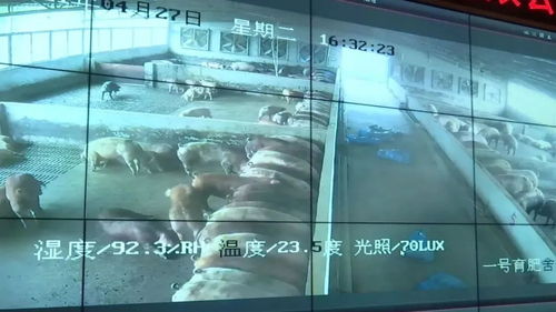 投资3.2亿元！肇庆重点项目迎来新进展，网站建设加速推进